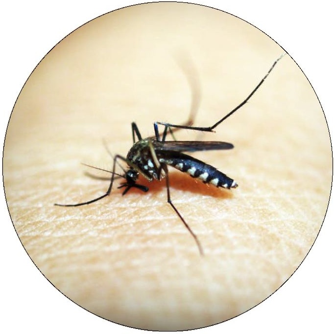 Mosquito Pinback Buttons and Stickers