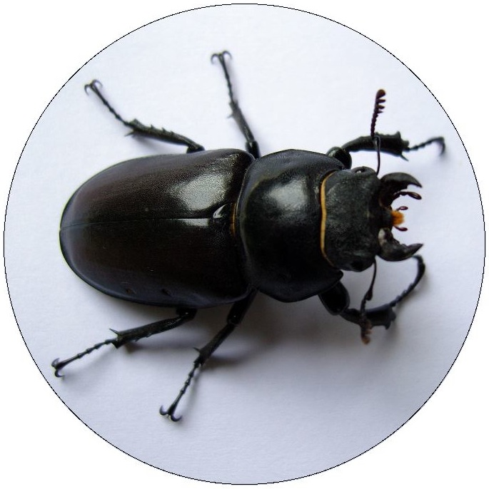 Stag Beetle Pinback Buttons and Stickers