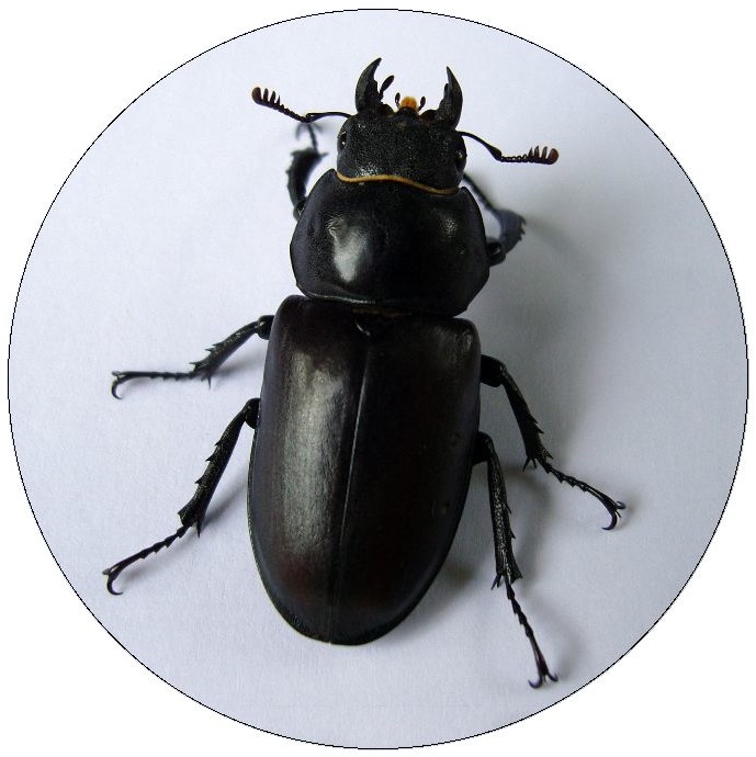 Stag Beetle Pinback Buttons and Stickers