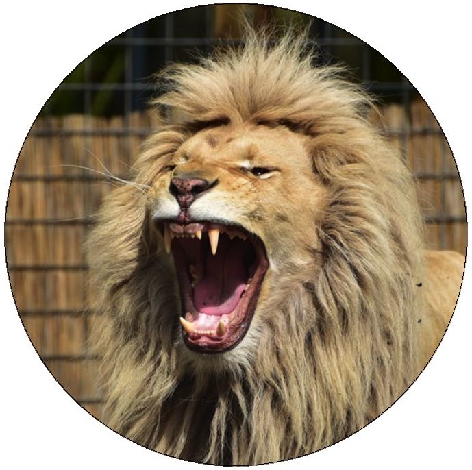 Lion Pinback Buttons and Stickers