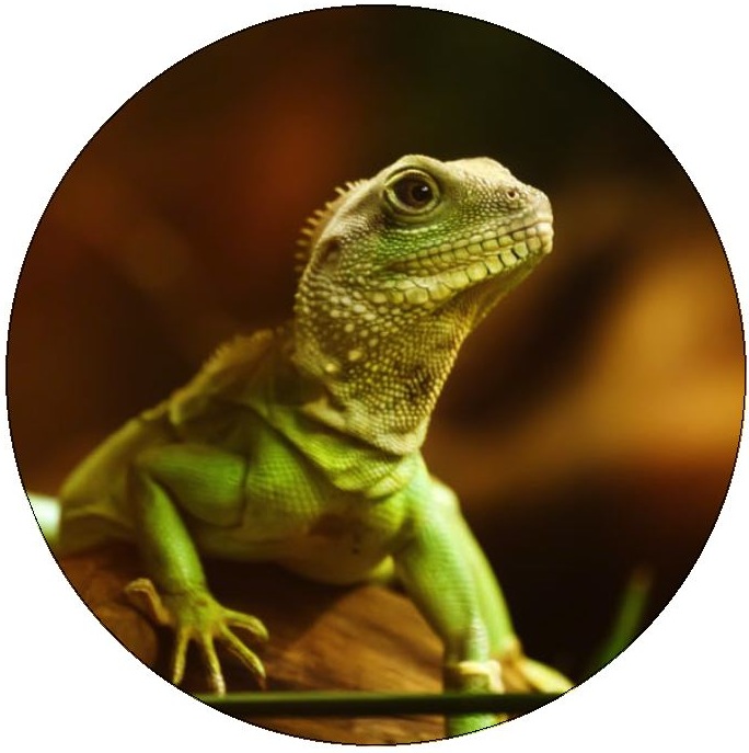 Lizard Pinback Buttons and Stickers