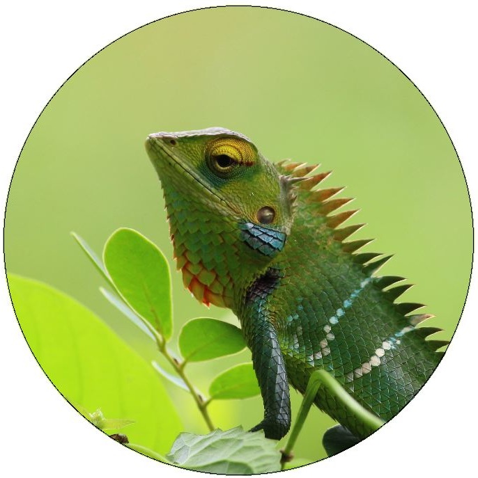 Lizard Pinback Buttons and Stickers