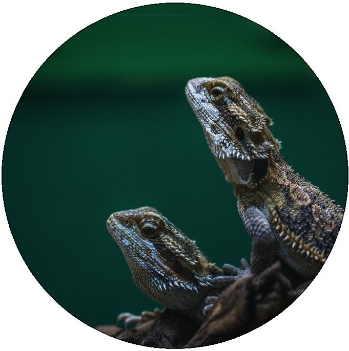 Lizard Pinback Buttons and Stickers