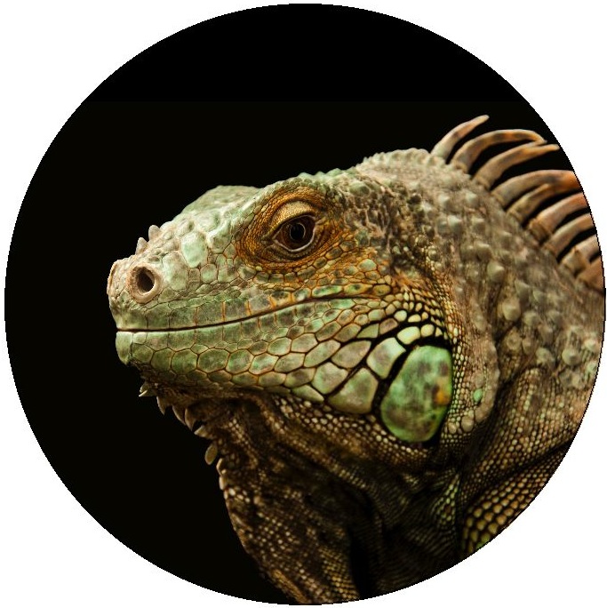 Lizard Pinback Buttons and Stickers