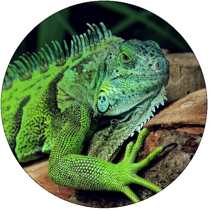 Lizard Pinback Buttons and Stickers