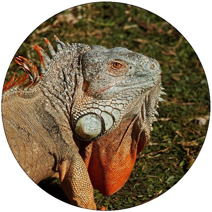 Lizard Pinback Buttons and Stickers