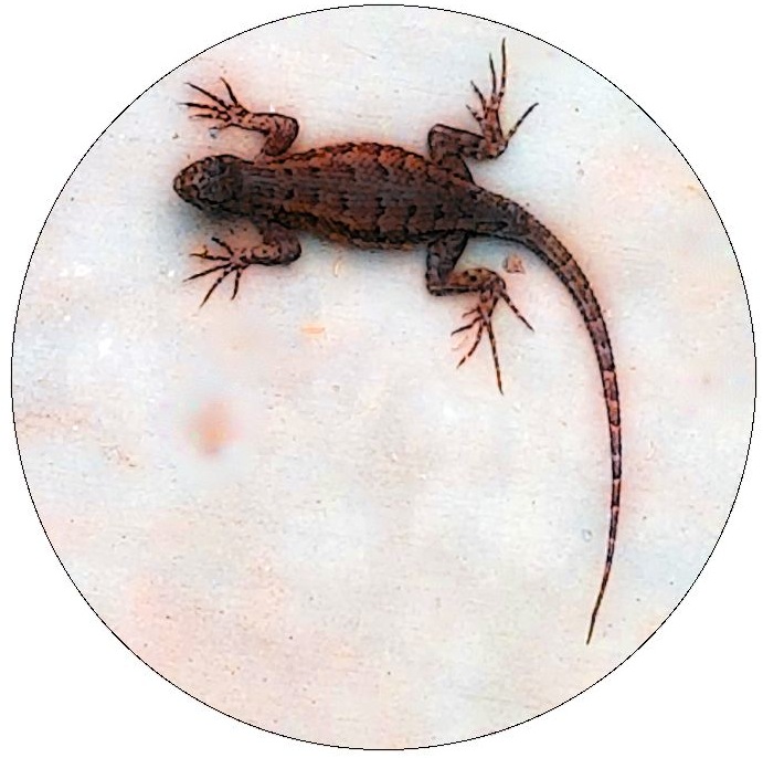 Lizard Pinback Buttons and Stickers