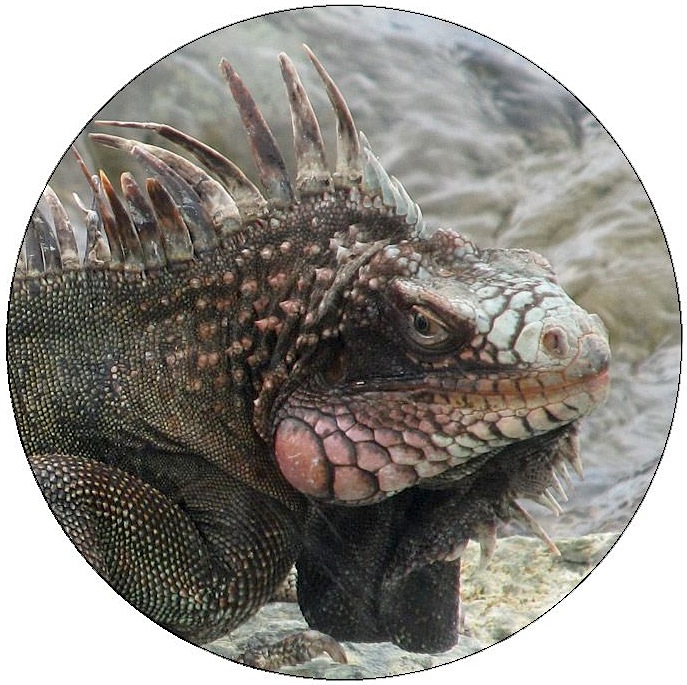 Lizard Pinback Buttons and Stickers