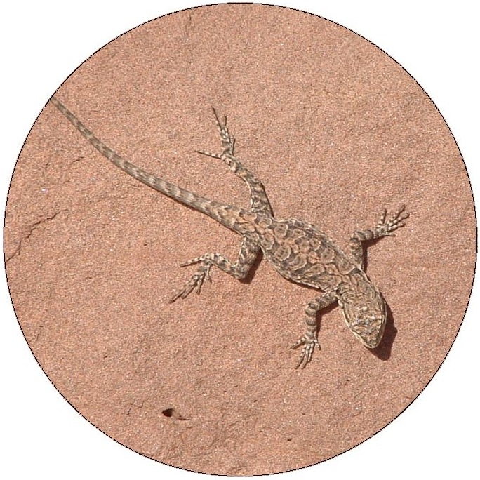 Lizard Pinback Buttons and Stickers