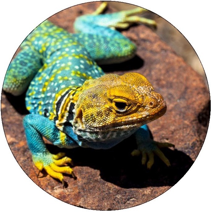 Lizard Pinback Buttons and Stickers