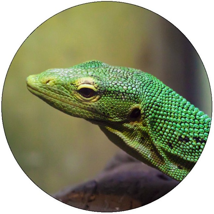 Lizard Pinback Buttons and Stickers