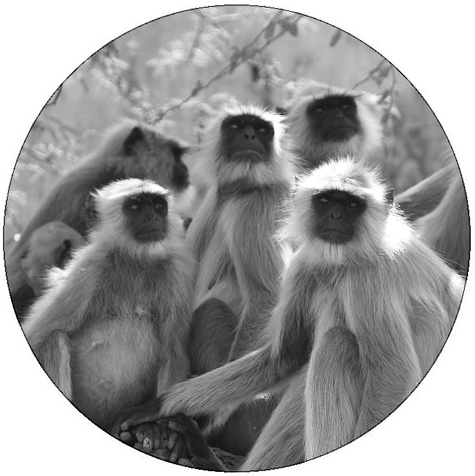 Monkey Photo Pinback Button and Stickers