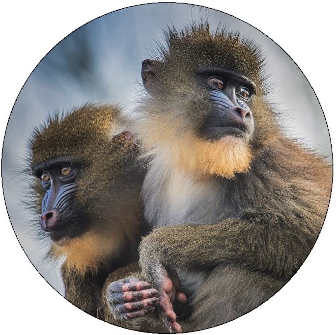 Monkey Photo Pinback Button and Stickers