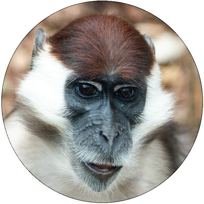 Monkey Photo Pinback Button and Stickers