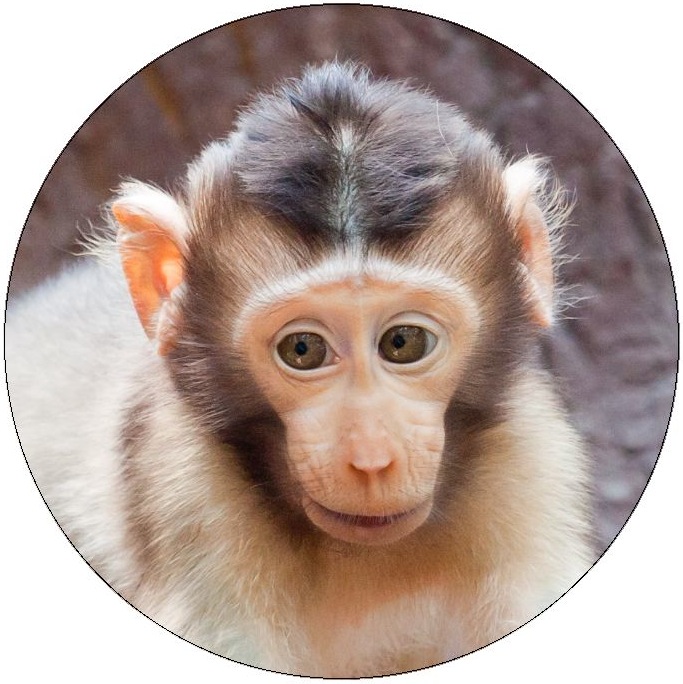 Monkey Photo Pinback Button and Stickers