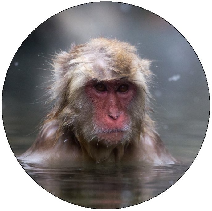 Monkey Photo Pinback Button and Stickers