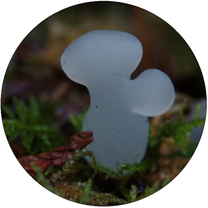 Mushroom Photo Pinback Buttons