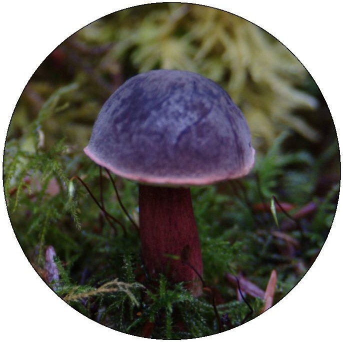 Mushroom Photo Pinback Buttons