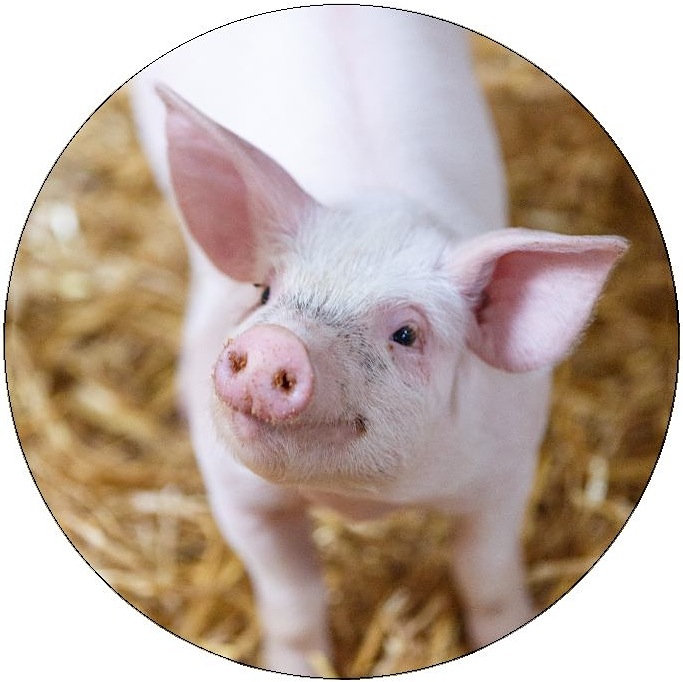 Pig and Hog Pinback Buttons and Stickers