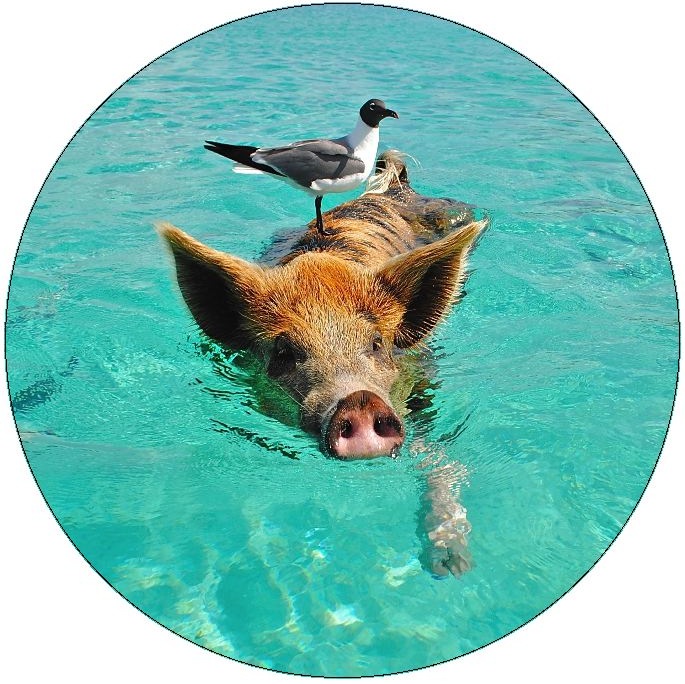 Pig and Hog Pinback Buttons and Stickers