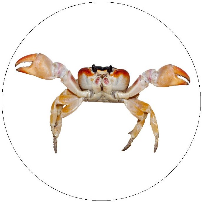 Crab Pinback Button and Stickers