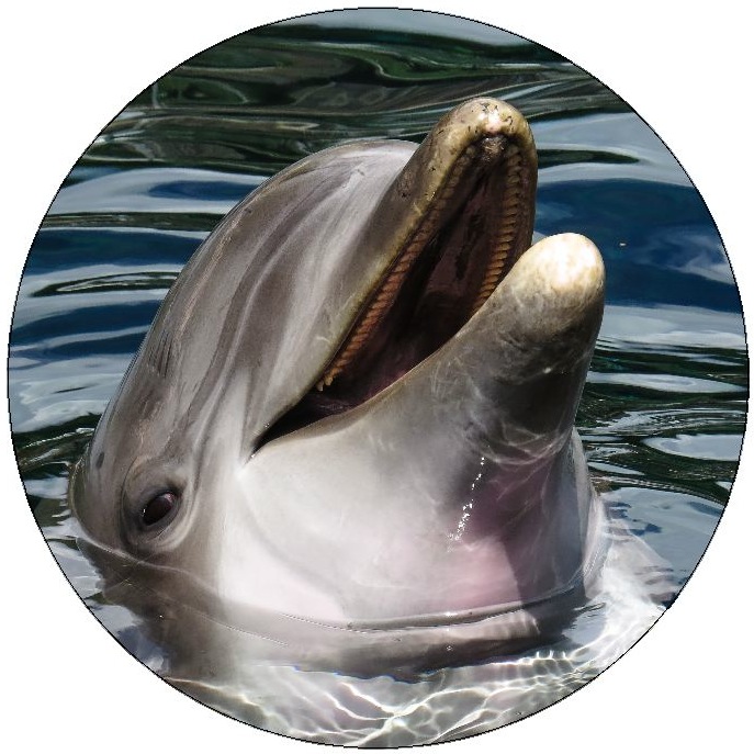 Dolphin Pinback Button and Stickers