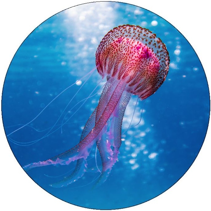 Jellyfish Pinback Button and Stickers