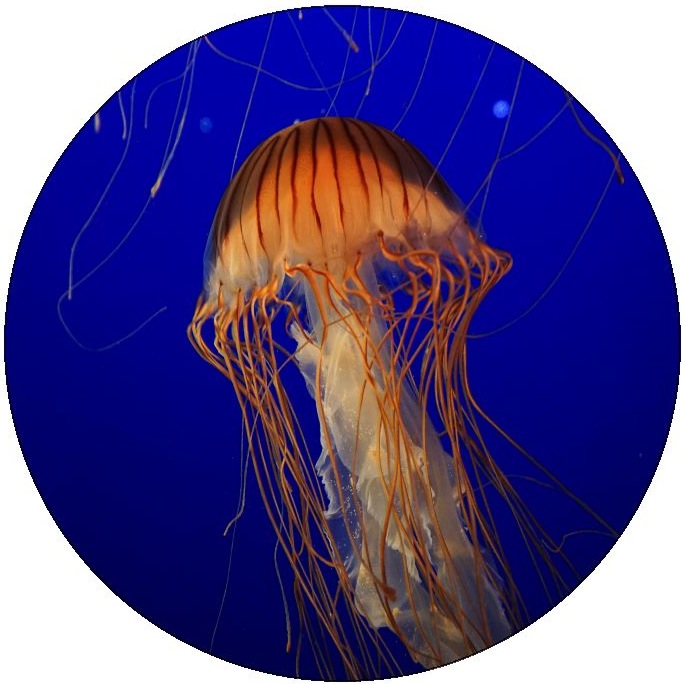 Jellyfish Pinback Button and Stickers