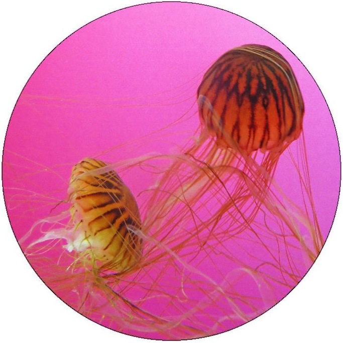 Jellyfish Pinback Button and Stickers