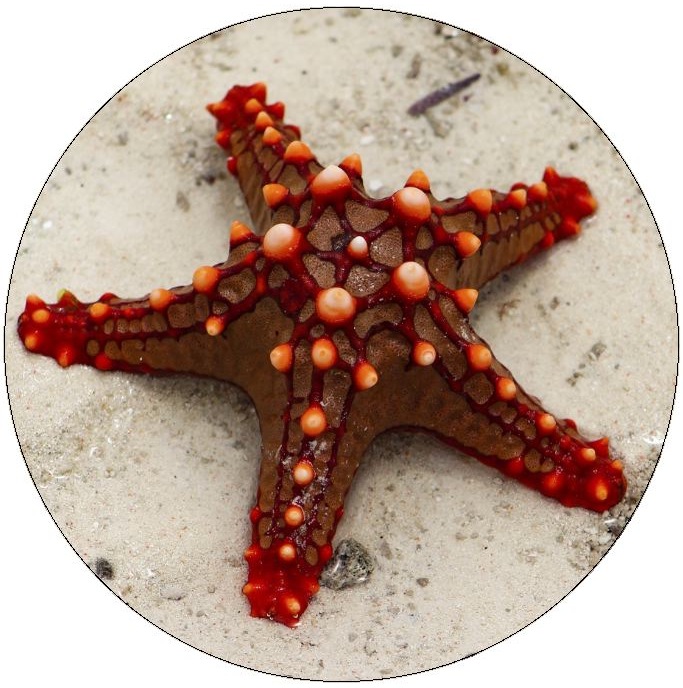 Starfish Pinback Button and Stickers