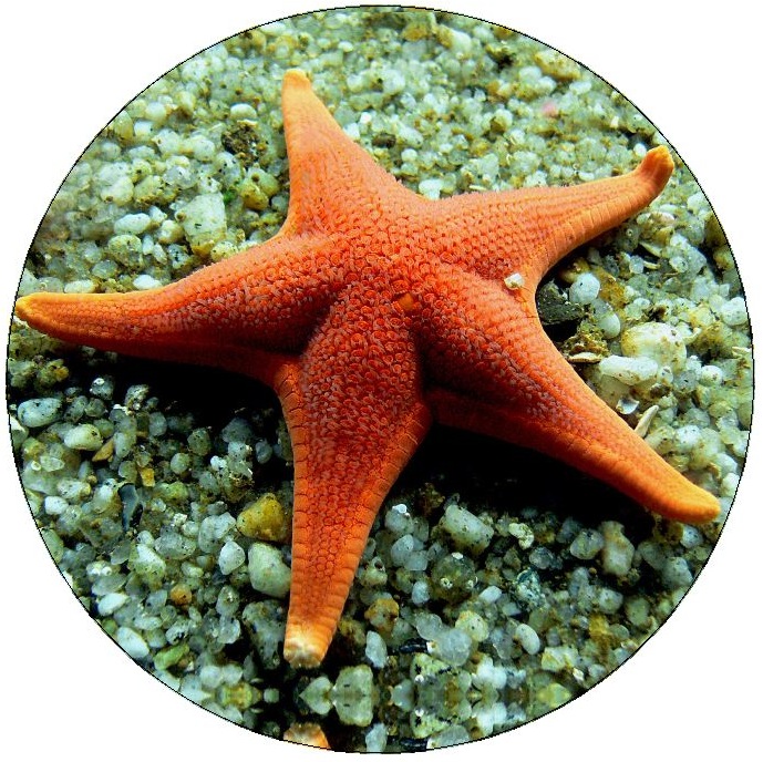 Starfish Pinback Button and Stickers