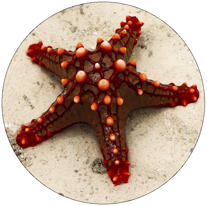 Starfish Pinback Button and Stickers