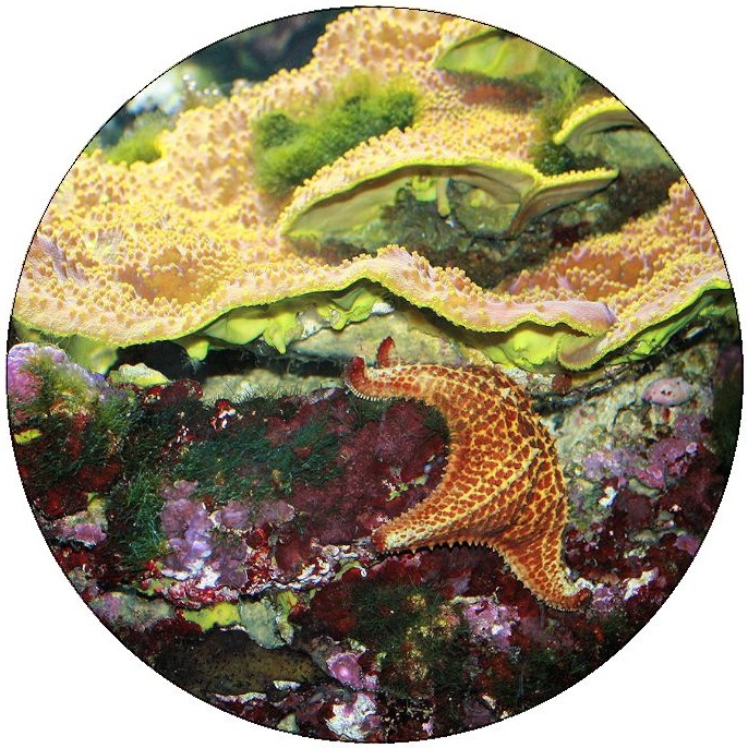 Starfish Pinback Button and Stickers