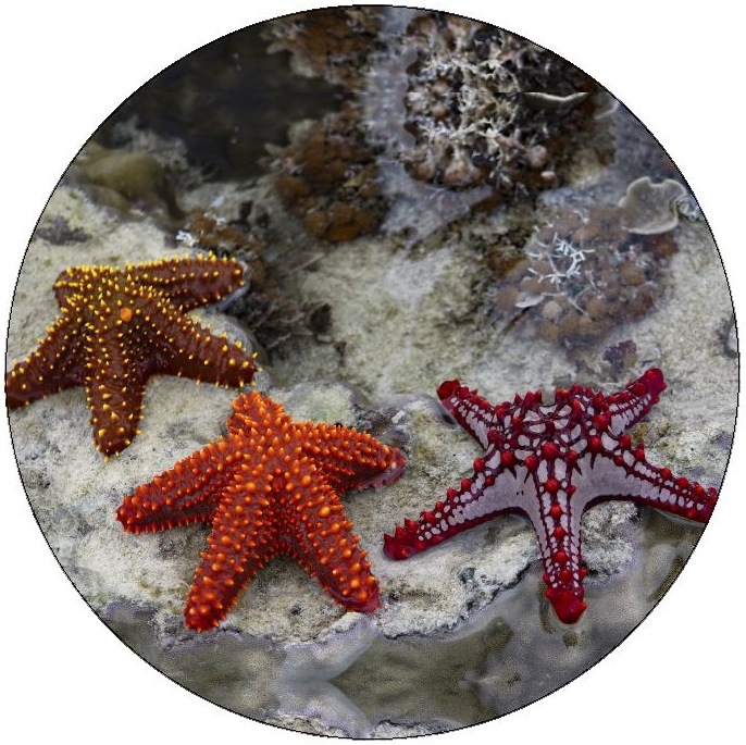 Starfish Pinback Button and Stickers