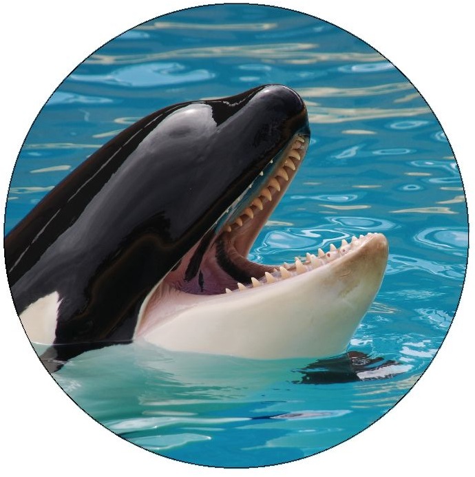 Whale Pinback Button and Stickers