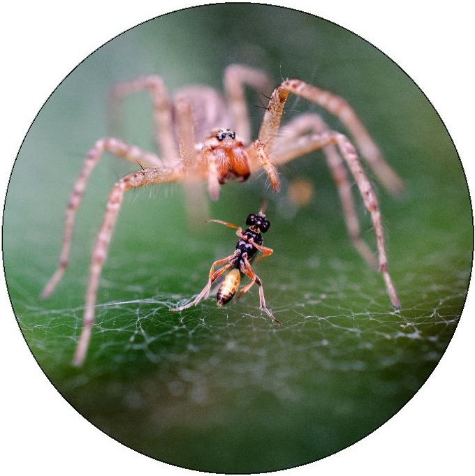 Spider Pinback Button and Stickers