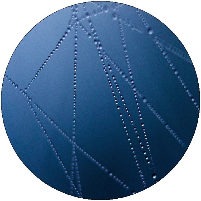 Spider Web Pinback Button and Stickers