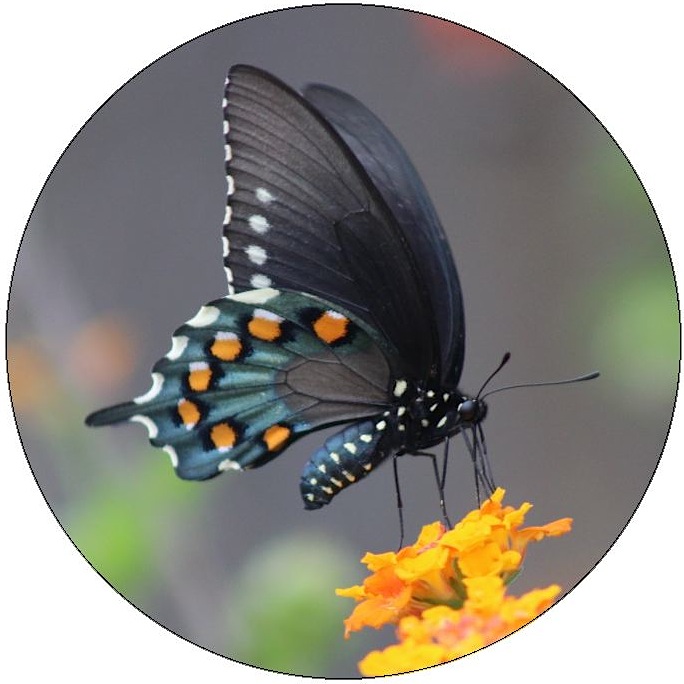 Pipevine Swallowtail Pinback Buttons and Stickers