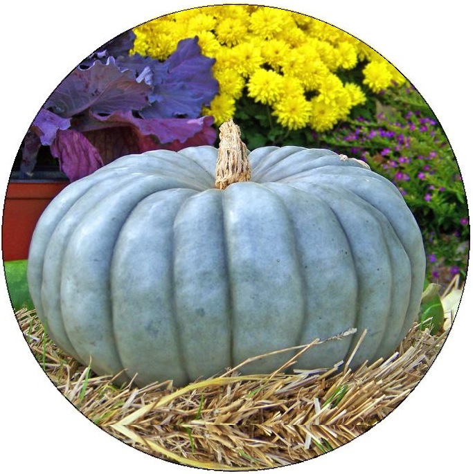 Thanksgiving Gourd Pinback Buttons and Stickers