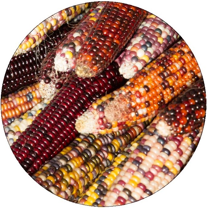 Indian Corn Harvest Pinback Buttons and Stickers