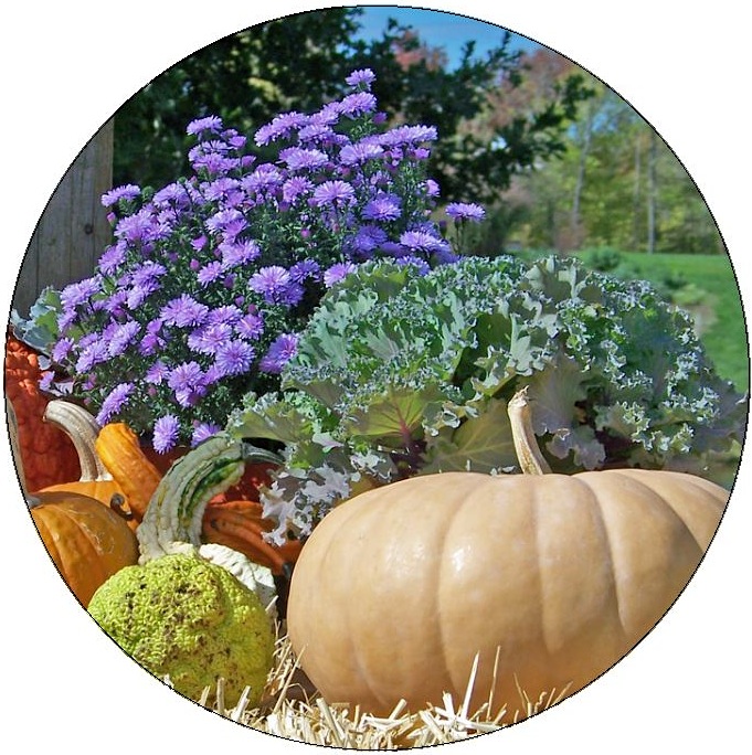 Squash Harvest Pinback Buttons and Stickers