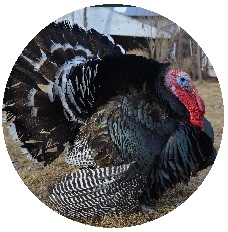 Turkey Pinback Buttons and Stickers