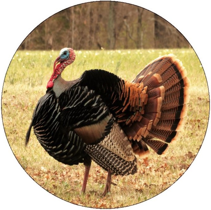 Turkey Pinback Buttons and Stickers