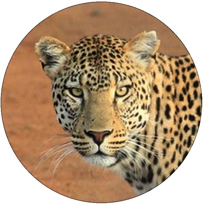 Leopard Pinback Buttons and Stickers