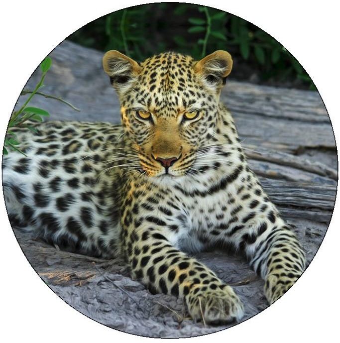 Leopard Pinback Buttons and Stickers