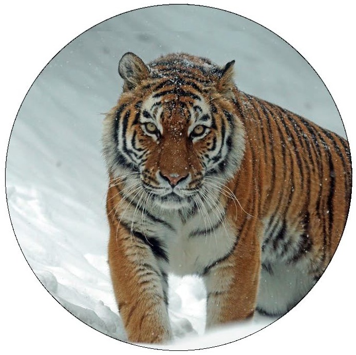 Tiger Pinback Buttons and Stickers