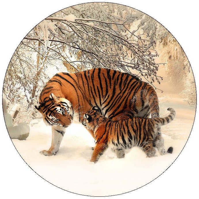 Tiger Pinback Buttons and Stickers