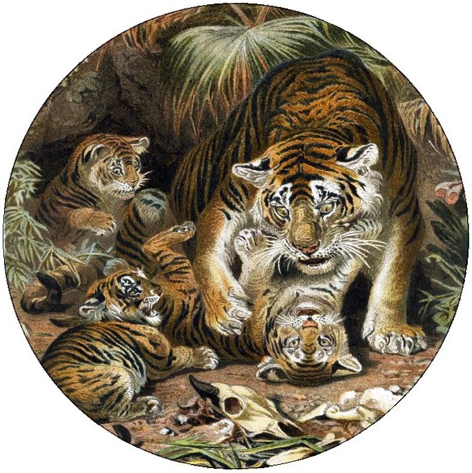 Tiger Pinback Buttons and Stickers