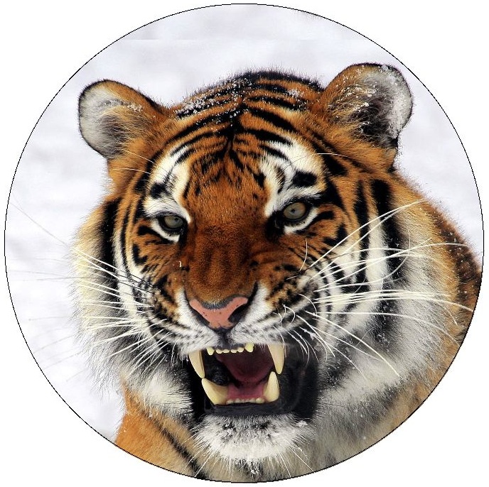 Tiger Pinback Buttons and Stickers