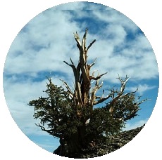 Bristlecone Pine Trees Pinback Buttons and Stickers